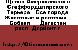 Щенок Американского Стаффордштирского Терьера - Все города Животные и растения » Собаки   . Дагестан респ.,Дербент г.